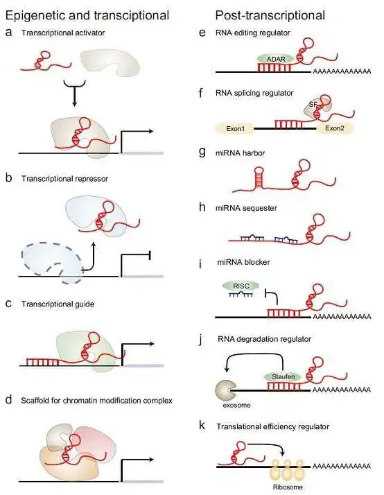 Inc RNA.png